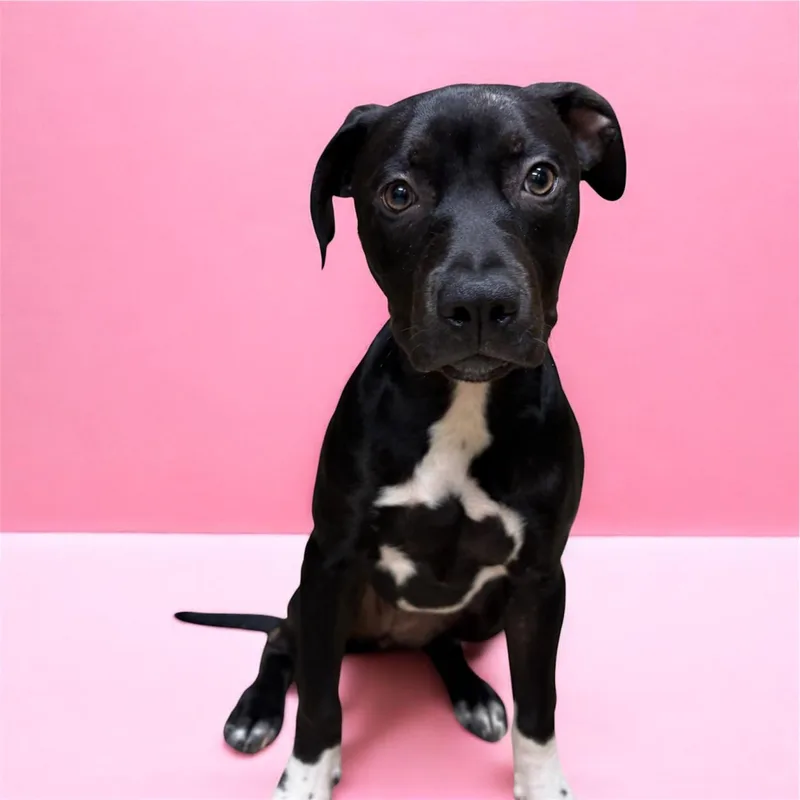 A baby medium-sized female Black Pit Bull Terrier dog named Allie for adoption in Lebanon, TN