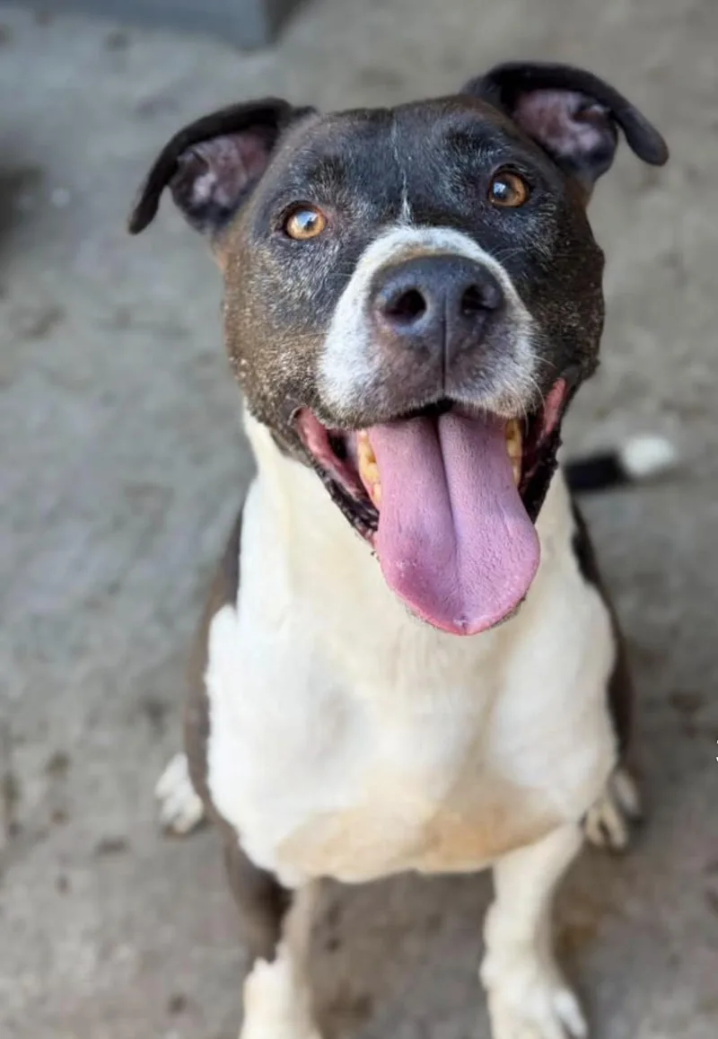 A senior medium-sized male Black Pit Bull Terrier dog named Dashing for adoption in Chicago, IL