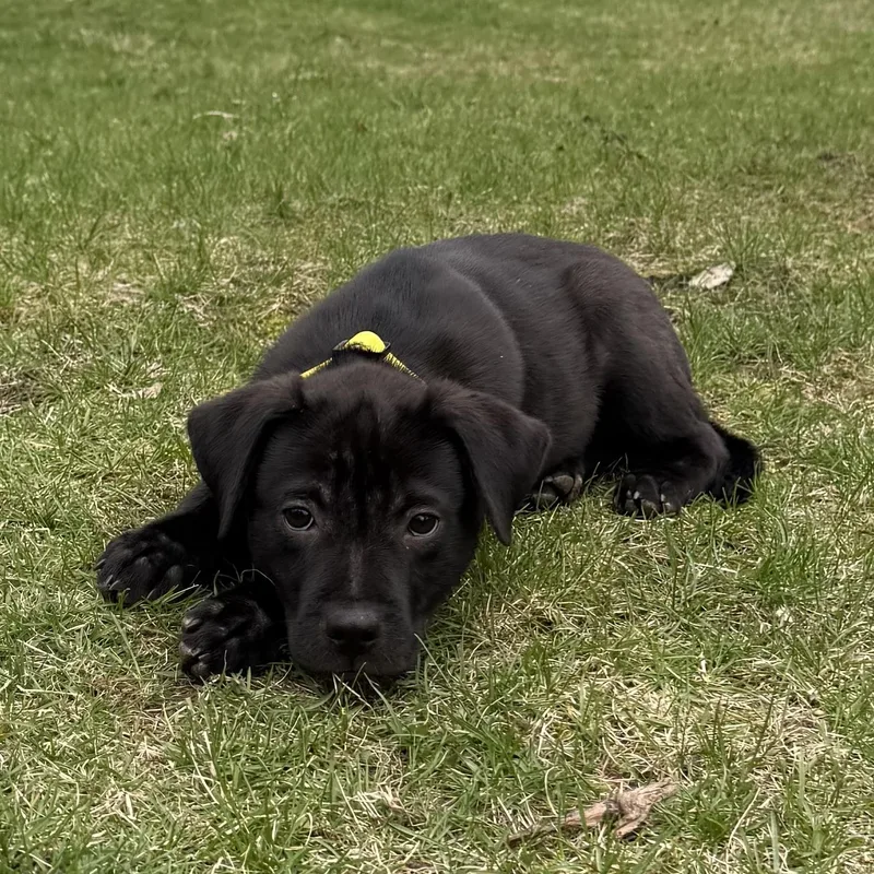 Vegas Goodheart  Local thumbnail 2