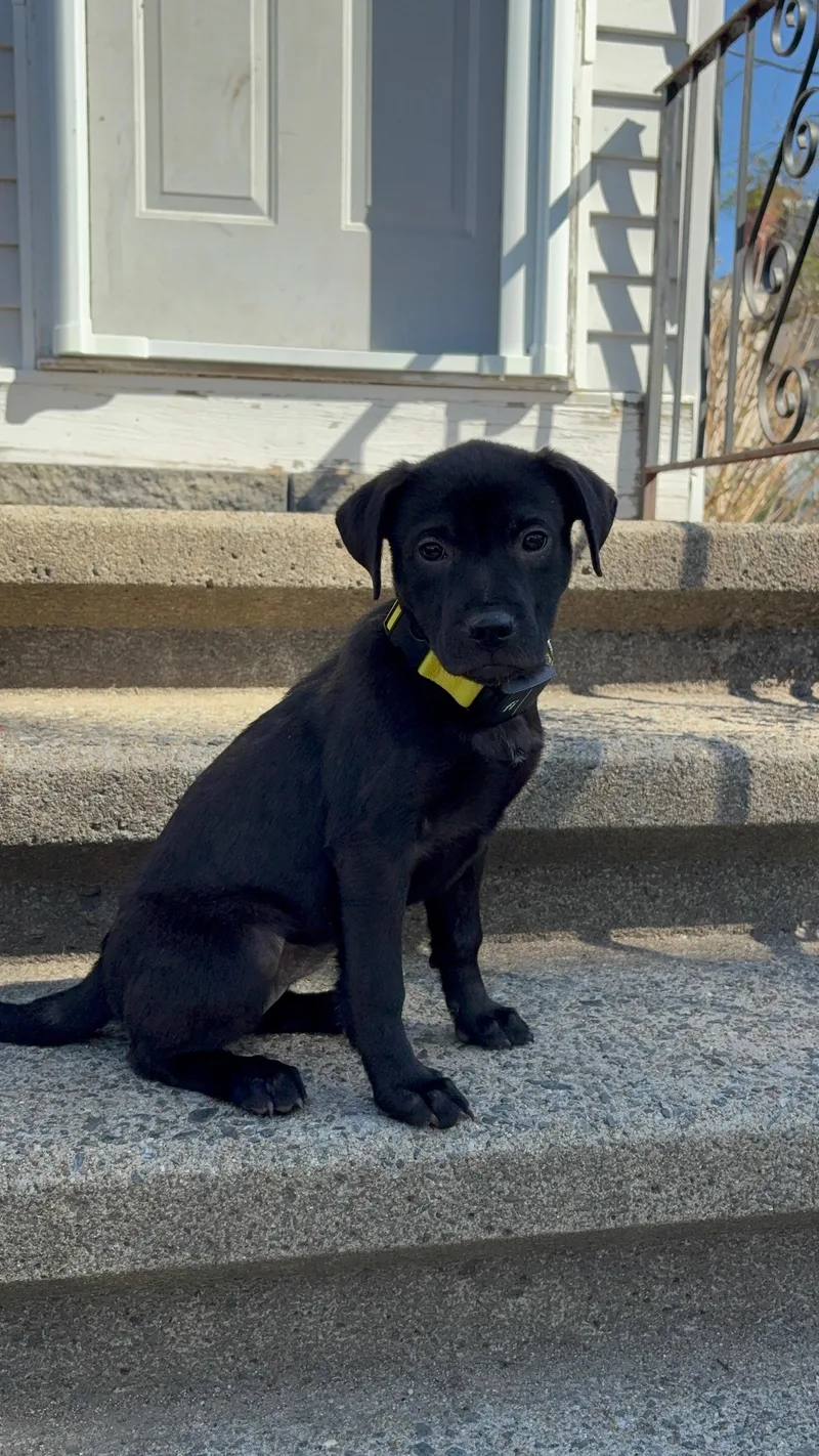 Vegas Goodheart  Local thumbnail 4