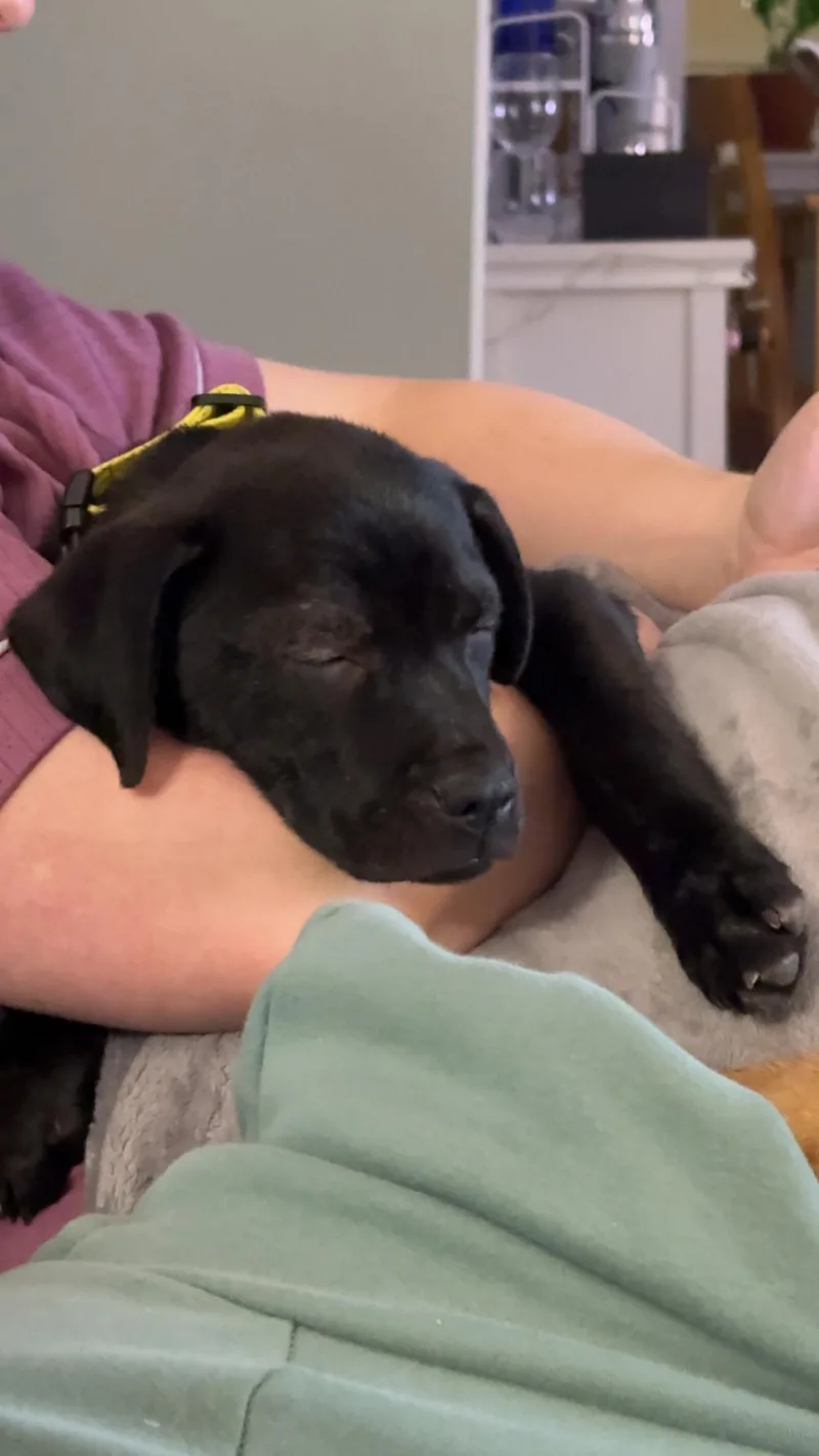 Vegas Goodheart  Local thumbnail 5