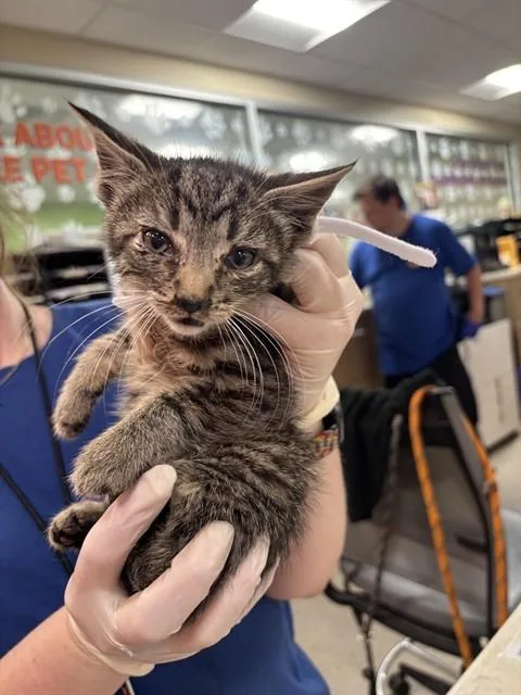 A baby small-sized male Domestic Short Hair cat named Flynn for adoption in Louisville, KY