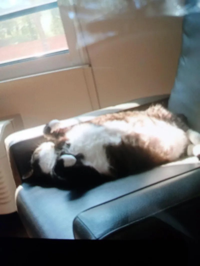 Kenai