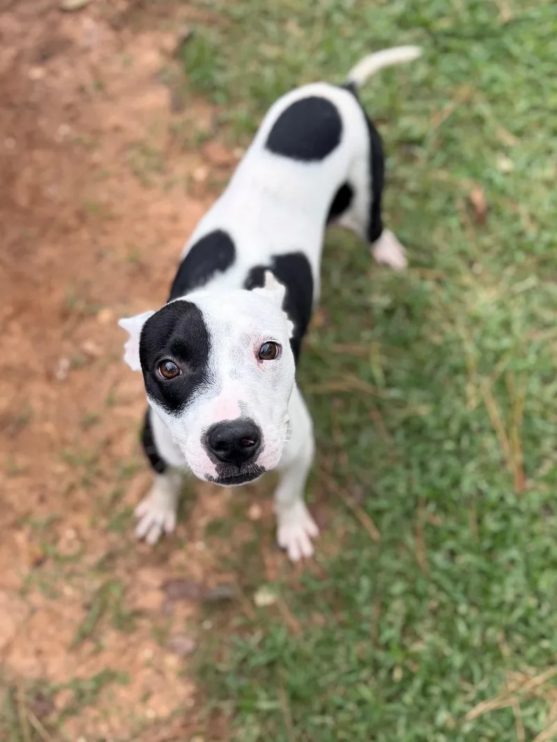 An adult medium-sized male Black Mixed Breed dog named Tom for adoption in Summerdale, AL