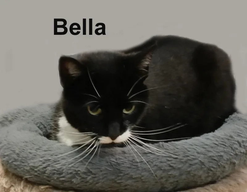 An adult medium-sized female Black Domestic Short Hair cat named Bella Lav.Gra. for adoption in Stowe, PA