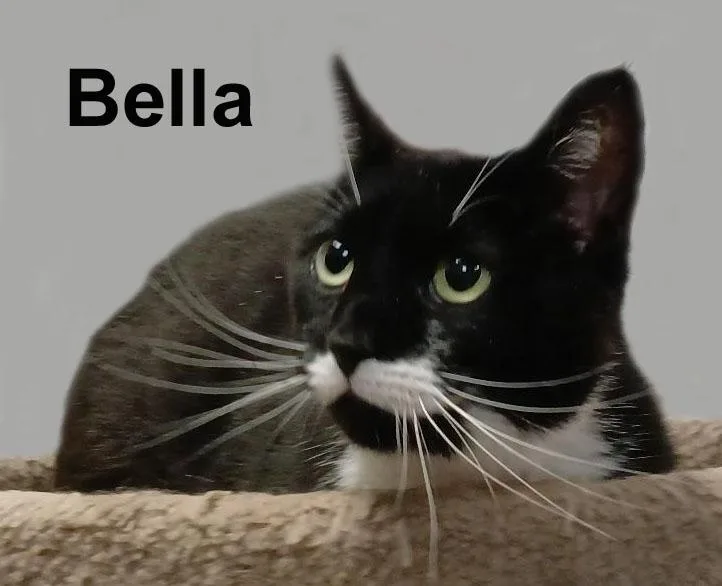 Bella Lav.Gra. thumbnail 2
