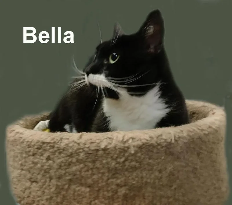 Bella Lav.Gra. thumbnail 3