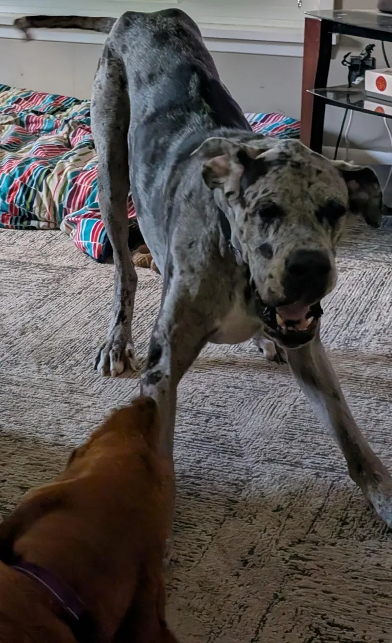 An adult extra large-sized male Gray / Blue / Silver Great Dane dog named Doug for adoption in Cleveland, OH