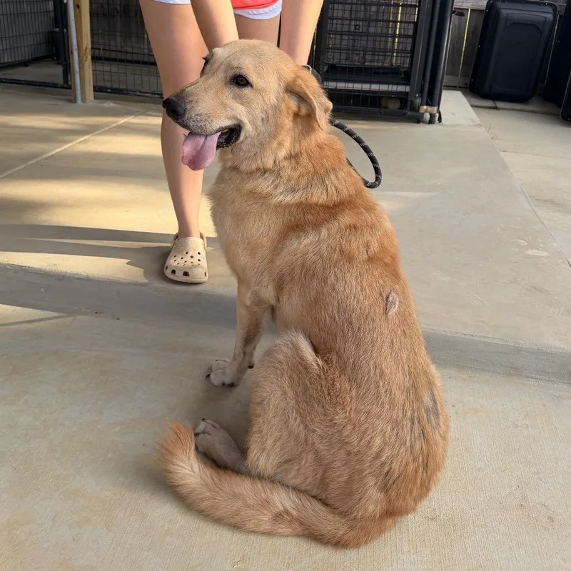 Nala Rae