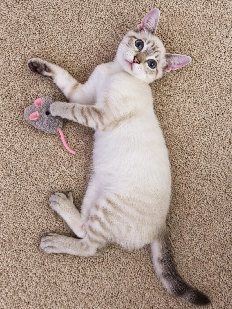 Sam the Siamese thumbnail 2