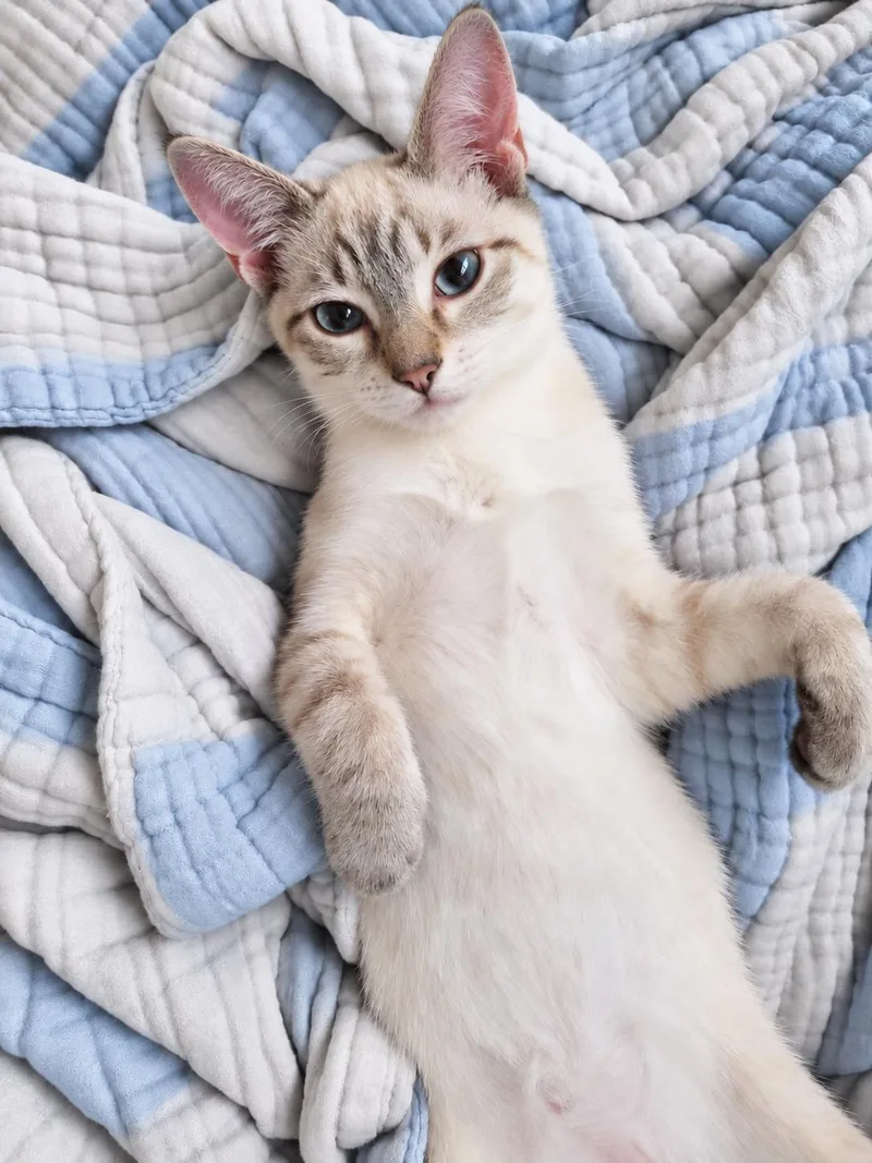 Sam the Siamese thumbnail 3