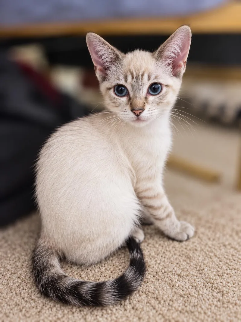 Sam the Siamese thumbnail 4