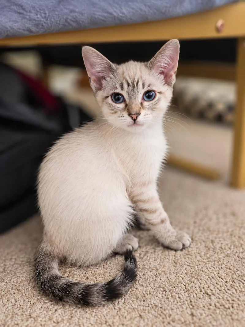 Sam the Siamese thumbnail 5