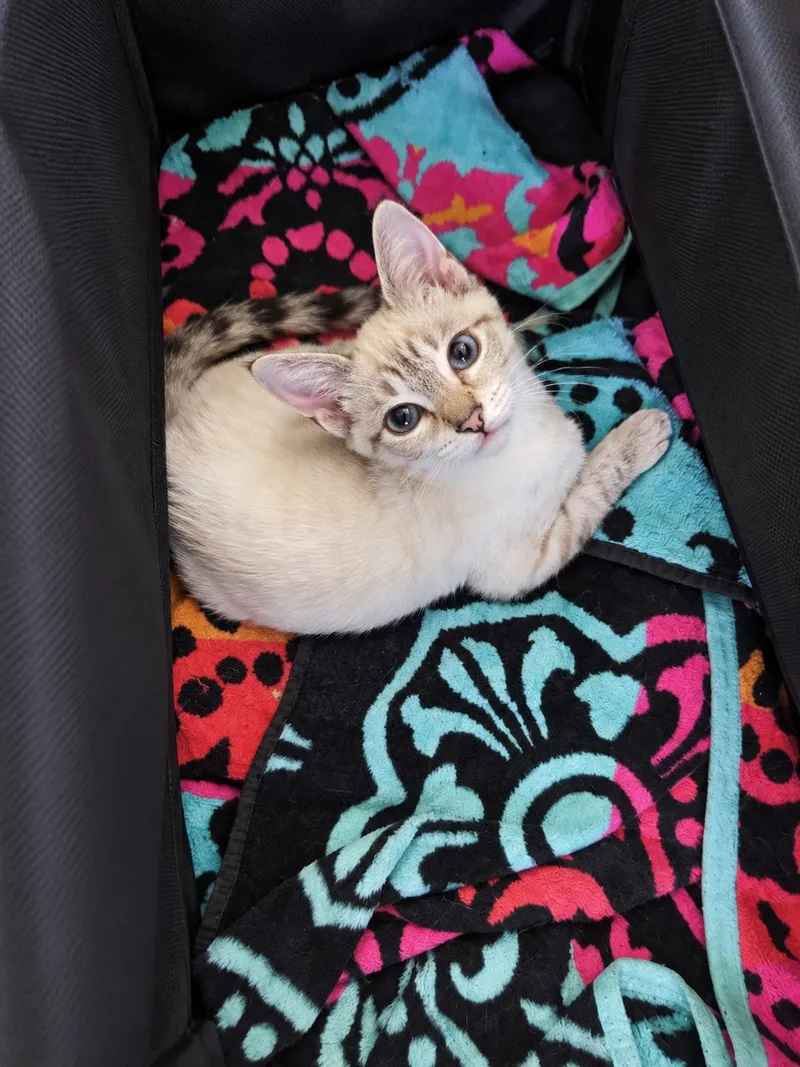Sam the Siamese thumbnail 6