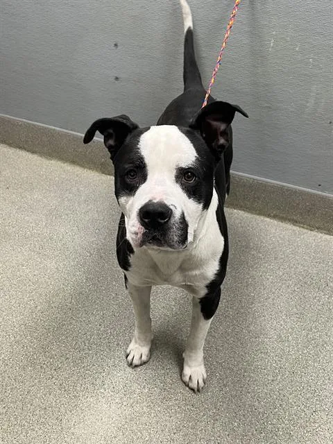 An adult large-sized male Pit Bull Terrier dog named Harvester for adoption in Las Vegas, NV
