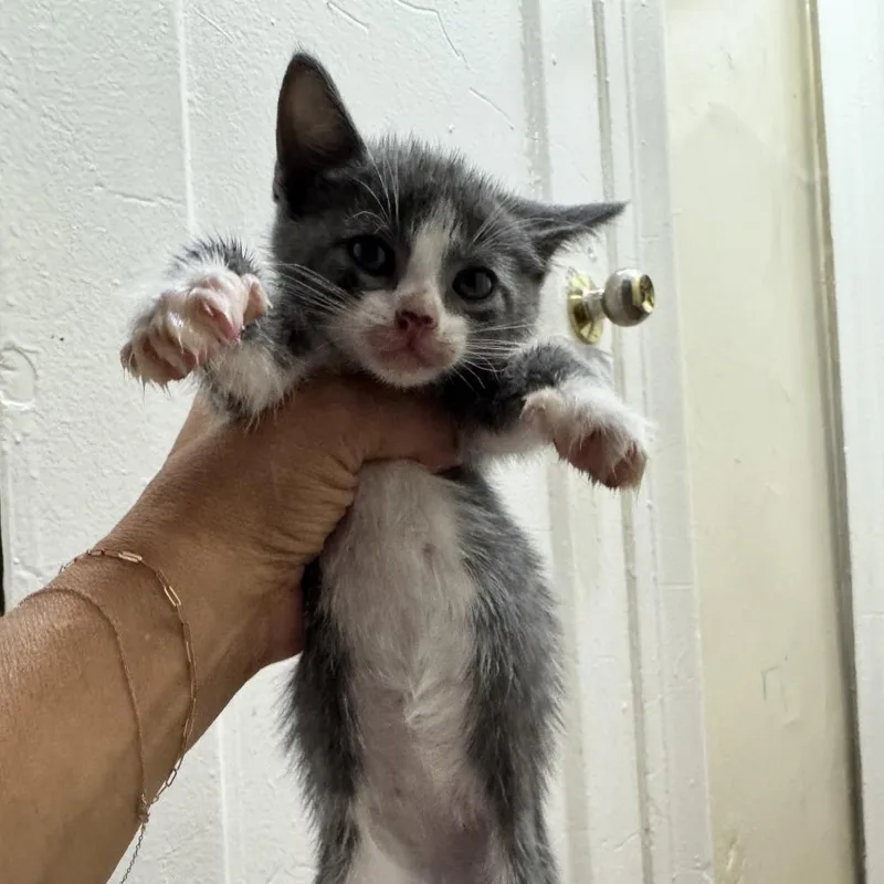 A baby small-sized female Domestic Short Hair cat named Spatula for adoption in Wantagh, NY