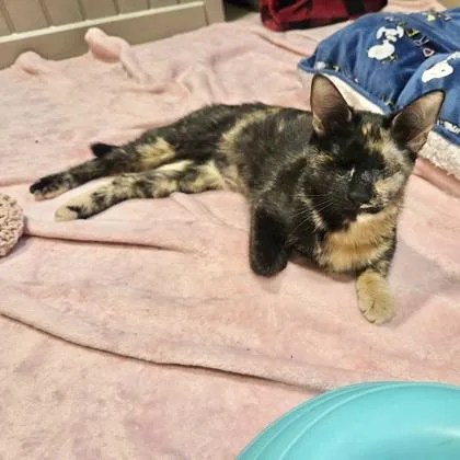 An adult medium-sized female Domestic Short Hair cat named Bandit for adoption in Quakertown, PA