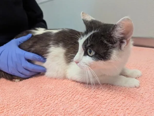 An adult small-sized female Domestic Short Hair cat named Margot for adoption in Oceanside, CA