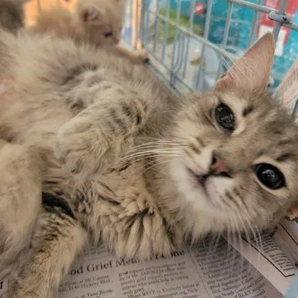An adult small-sized female Domestic Medium Hair cat named Mama Sadie for adoption in Westland, MI