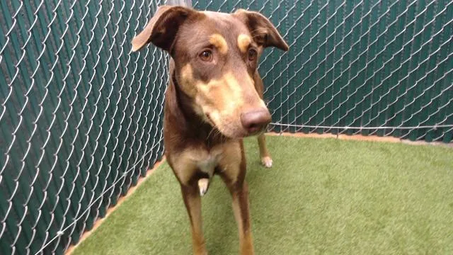 An adult large-sized female Doberman Pinscher dog named Kit Kat for adoption in Downey, CA