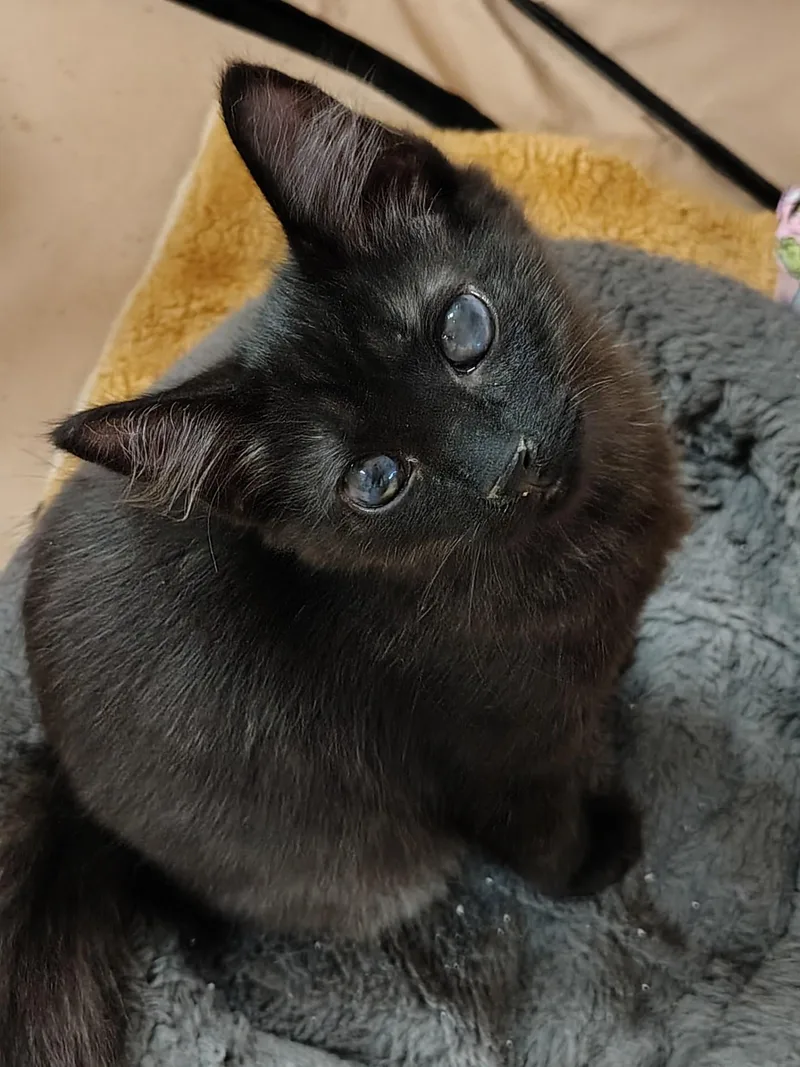 A baby medium-sized male Black Bombay cat named Nod for adoption in Montour Falls, NY
