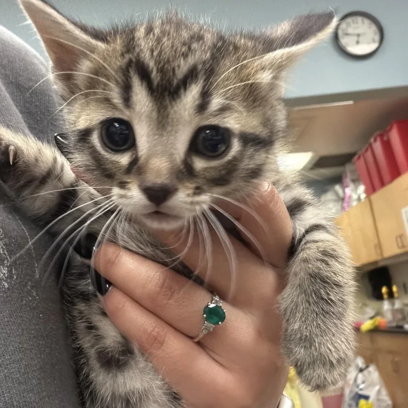 A baby small-sized female Buff / Tan / Fawn Domestic Short Hair cat named Money Piece for adoption in Chattanooga, TN