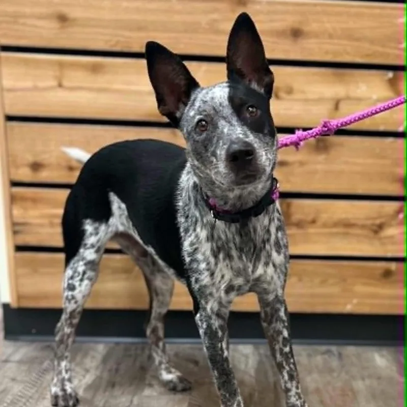 A young medium-sized male Black Australian Cattle Dog / Blue Heeler dog named Buster for adoption in Mount Pleasant, TX