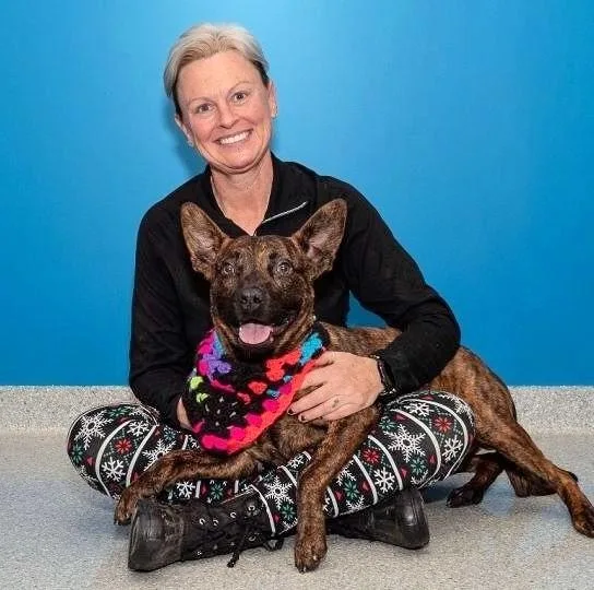 An adult medium-sized male Terrier dog named Radar for adoption in Columbia, IL