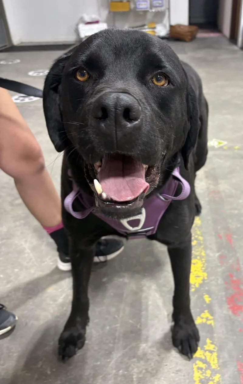 An adult extra large-sized male Black Labrador Retriever dog named Abbott for adoption in Billings, MT