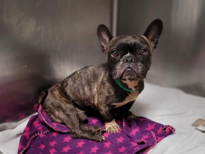 An adult small-sized male French Bulldog dog named Cooly for adoption in San Pedro, CA