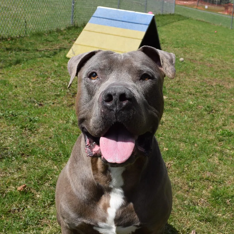 An adult large-sized male Gray / Blue / Silver Mixed Breed dog named Rusty for adoption in Norwich, NY