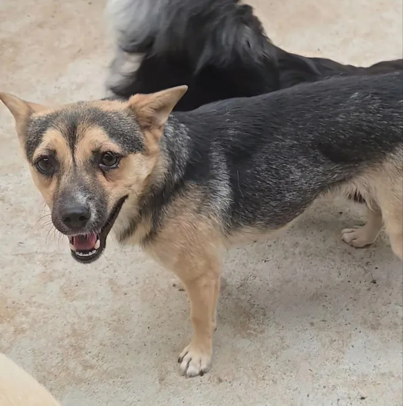 A young small-sized female Jindo dog named Miri for adoption in Duluth, GA