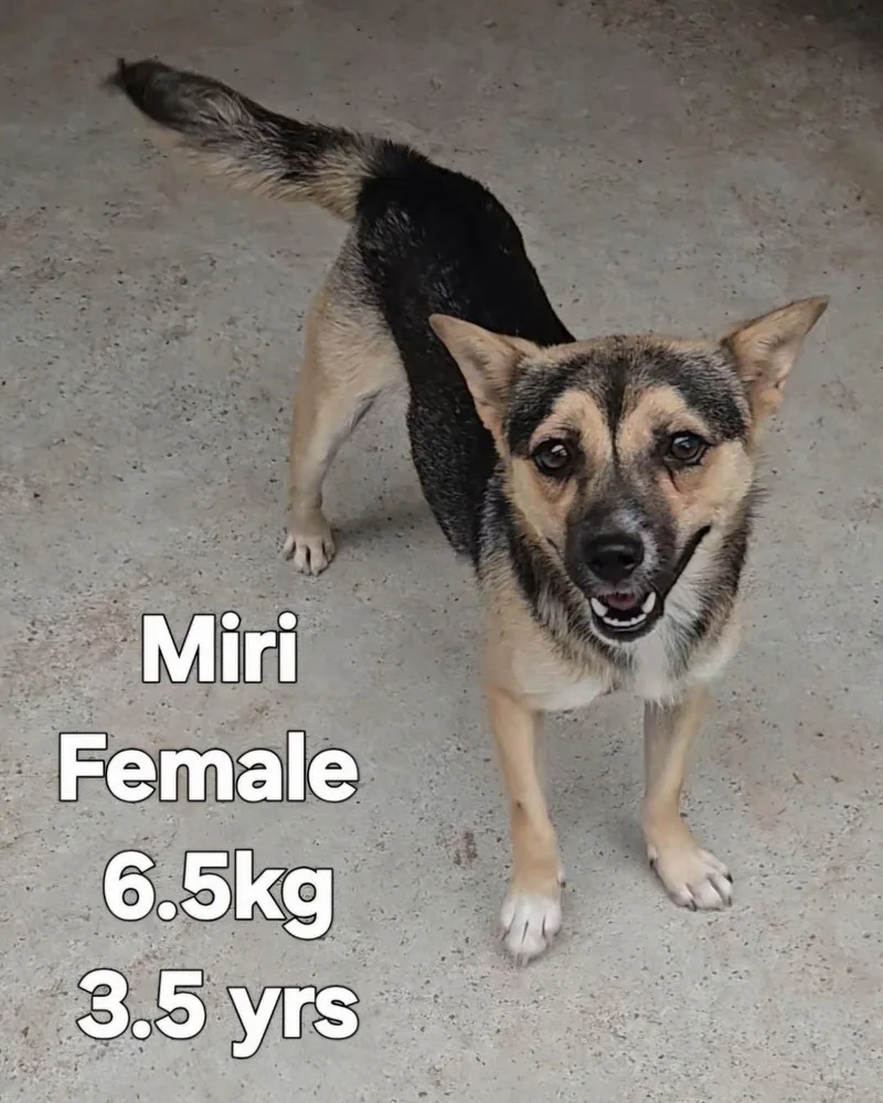 Miri thumbnail 3
