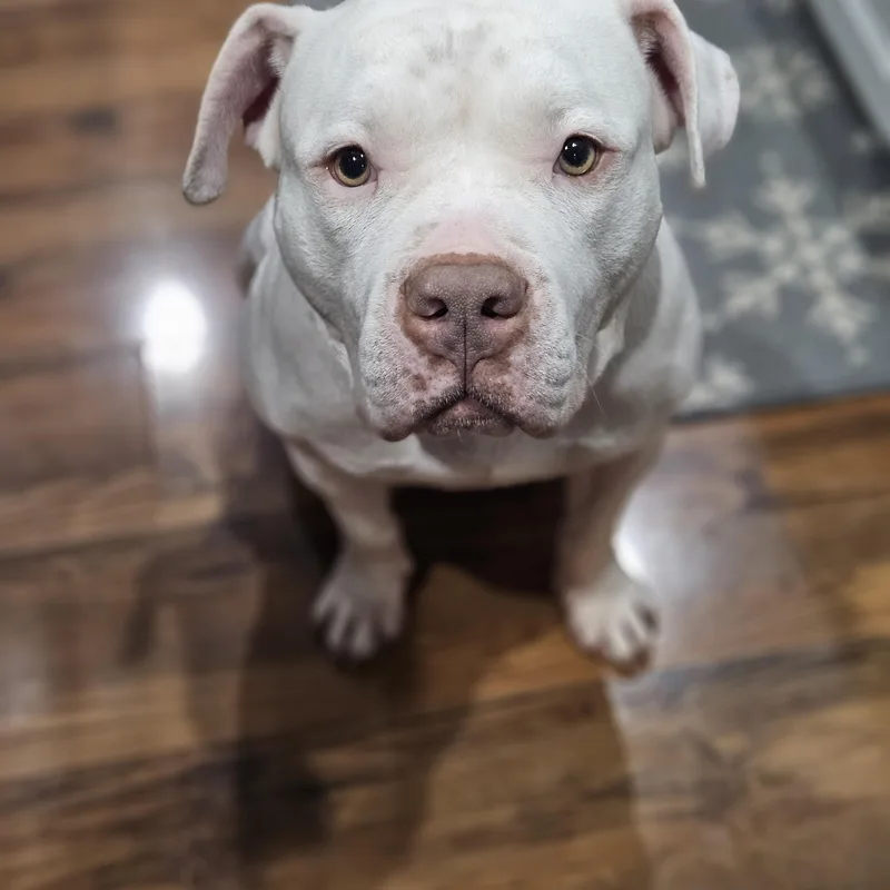 A young large-sized female White / Cream Pit Bull Terrier dog named Ruby for adoption in Peotone, IL