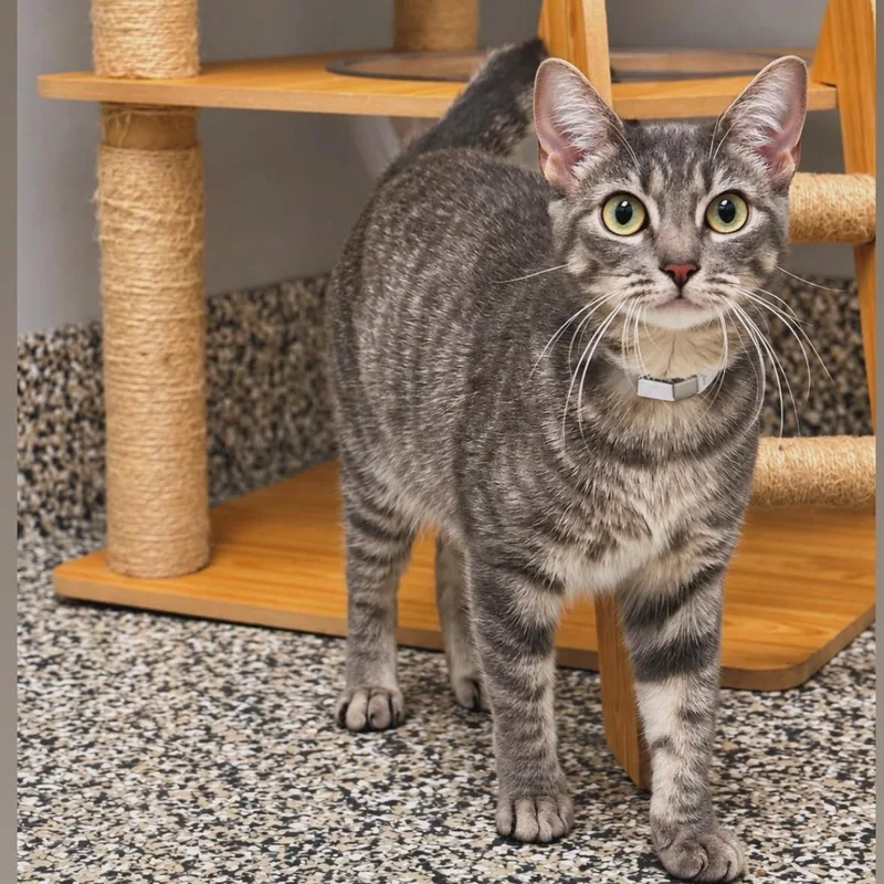An adult medium-sized female Tabby (Gray / Blue / Silver) Domestic Short Hair cat named Penelope for adoption in Syosset, NY
