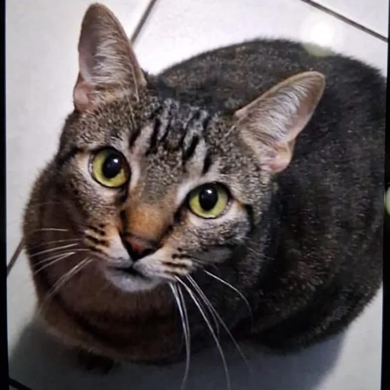 An adult large-sized male Brown / Chocolate Domestic Short Hair cat named Felipe for adoption in West Palm Beach, FL