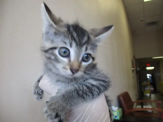 A baby small-sized male Domestic Short Hair cat named Yoyo for adoption in Ocala, FL