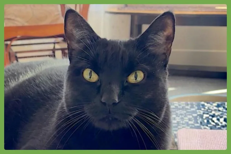 An adult large-sized female Black Domestic Short Hair cat named Sammie for adoption in Amherst, MA