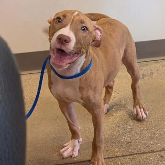 A baby small-sized female Yellow / Tan / Blond / Fawn Pit Bull Terrier dog named Merlin for adoption in Baltimore, MD