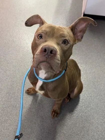 An adult medium-sized female Mixed Breed dog named Icy for adoption in West Chester, PA