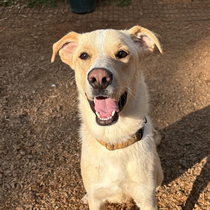 A young large-sized male White / Cream Labrador Retriever dog named Keegan for adoption in Columbia, SC