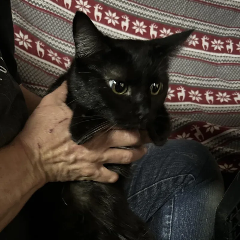 A young small-sized female Black Domestic Short Hair cat named Salem for adoption in Hemet, CA