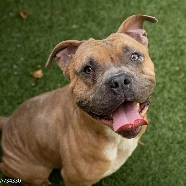 A young large-sized male Pit Bull Terrier dog named Corn Flakes for adoption in Sacramento, CA