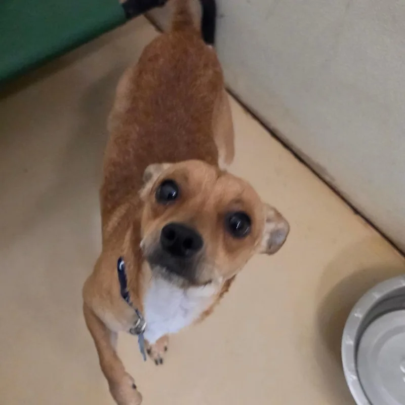 A young small-sized male Brown / Chocolate Terrier dog named Tom City Of for adoption in Chino Hills, CA