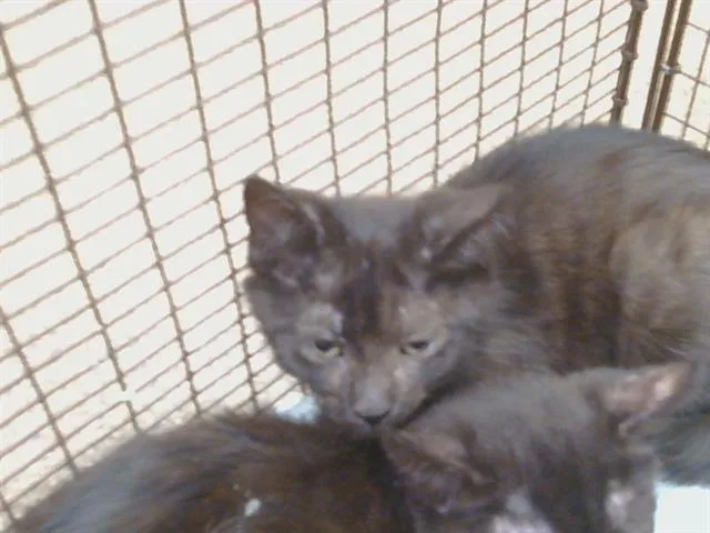 A baby small-sized male Domestic Short Hair cat named Pumpkin for adoption in Sacramento, CA