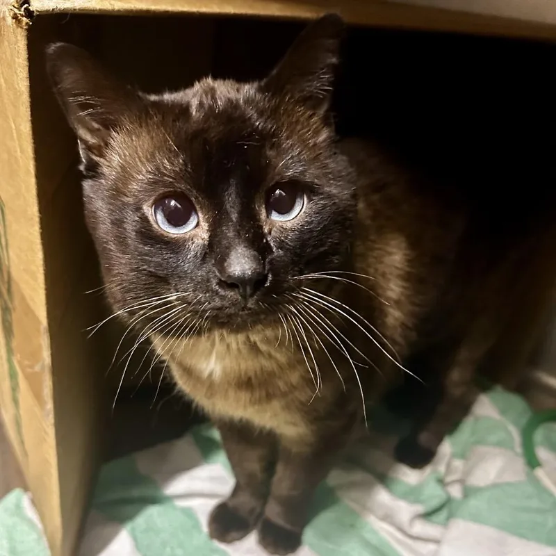 An adult large-sized male Cream / Ivory Domestic Short Hair cat named Jace from Mexico for adoption in West Olive, MI