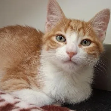 A young small-sized male Orange & White Domestic Short Hair cat named Benny for adoption in Belmont, NY