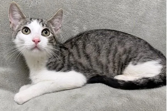 A young medium-sized male Tabby (Gray / Blue / Silver) Domestic Short Hair cat named Morris for adoption in Miller Beach, IN