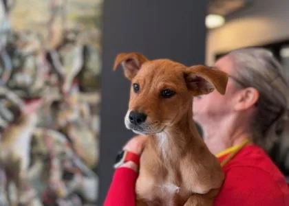 A baby small-sized female Mixed Breed dog named Munequita for adoption in West Chester, PA