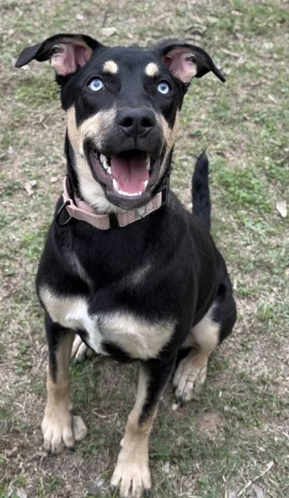 An adult large-sized female Shepherd dog named Littlefoot for adoption in San Antonio, TX